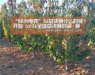 BBIN篮球